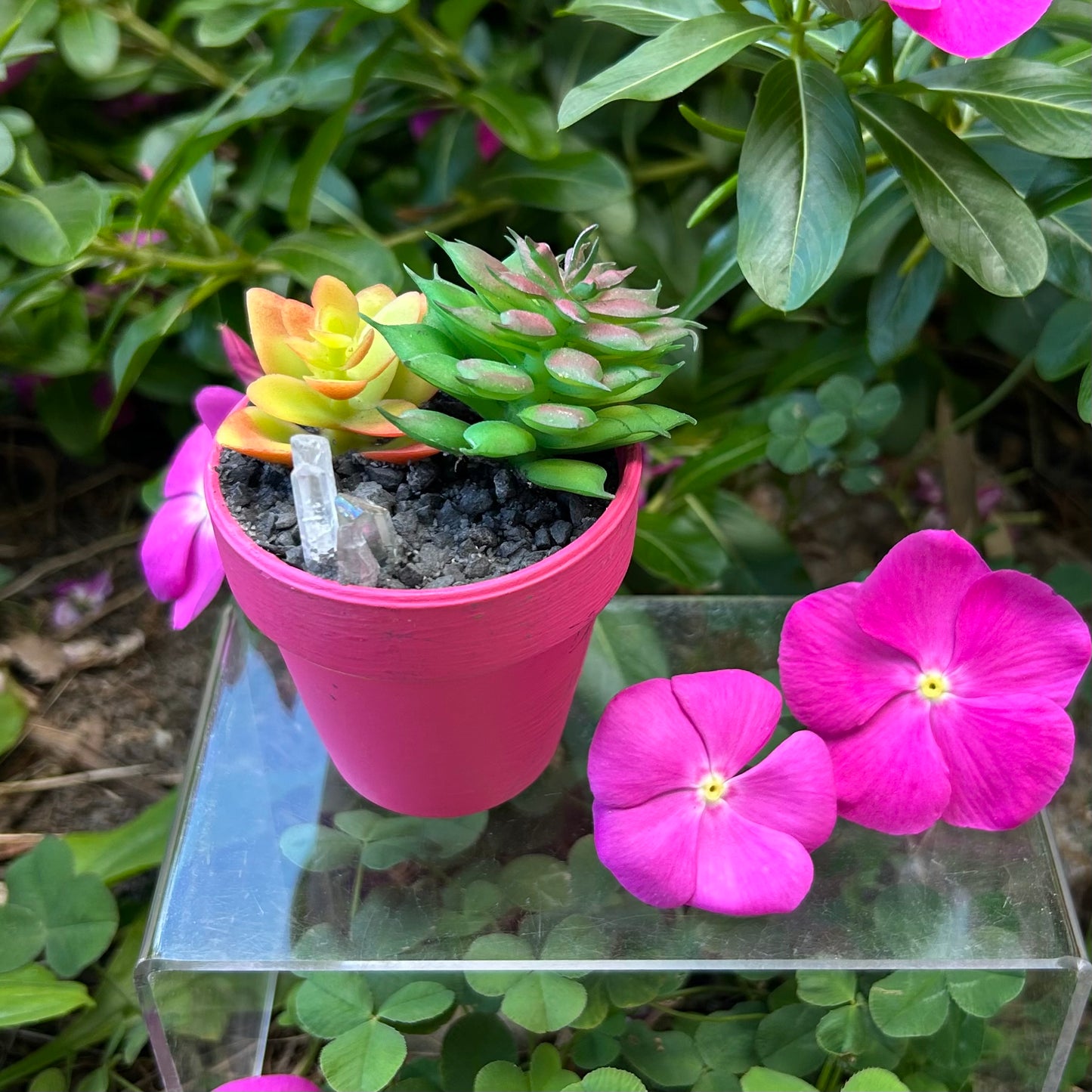 Aura Balancing Succulent Plants w/ Clear Quartz & Aura Quartz