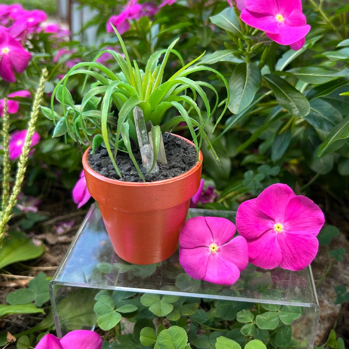 Aura Balancing Succulent Plants w/ Clear Quartz & Aura Quartz