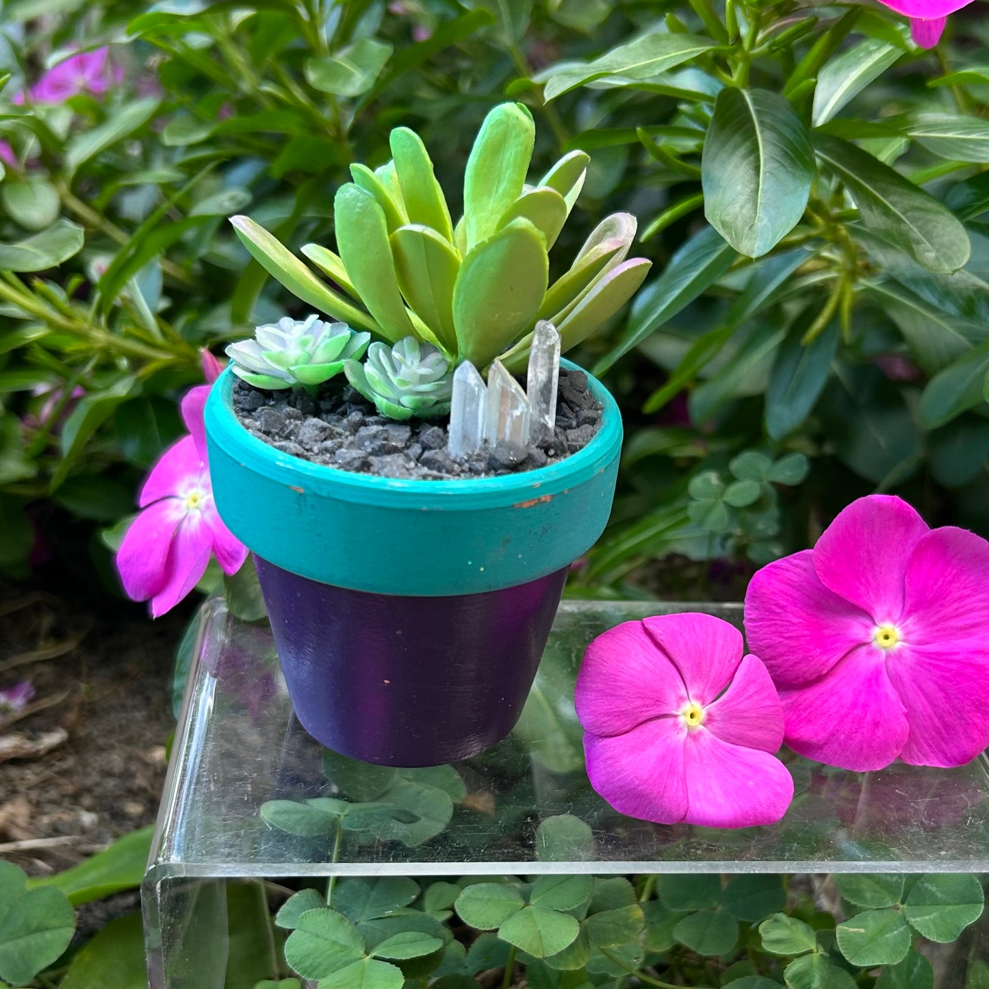 Aura Balancing Succulent Plants w/ Clear Quartz & Aura Quartz
